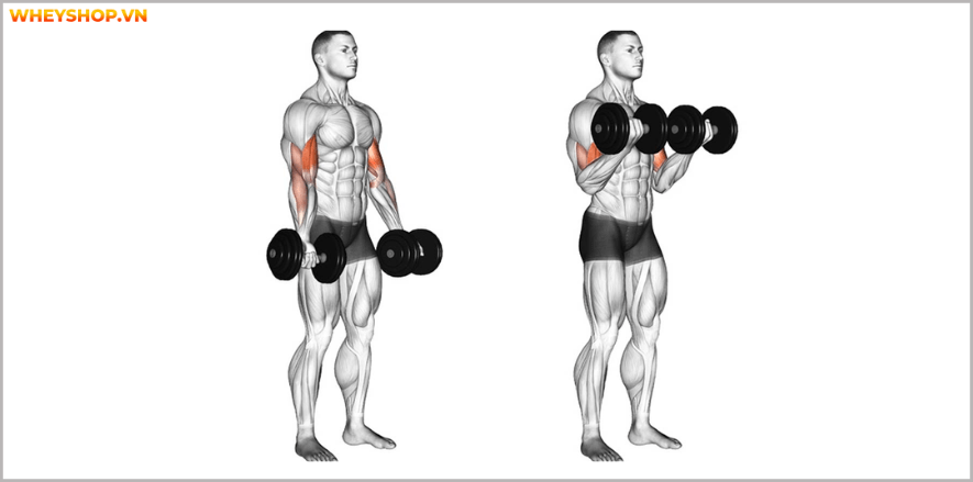 Cẳng tay là phần cơ khó phát triển,đòi hỏi nhiều cố gắng cũng như lựa chọn bài tập cẳng tay phù hợp.Tham khảo ngay 8 bài tập cẳng tay hiệu quả nhất qua bài viết
