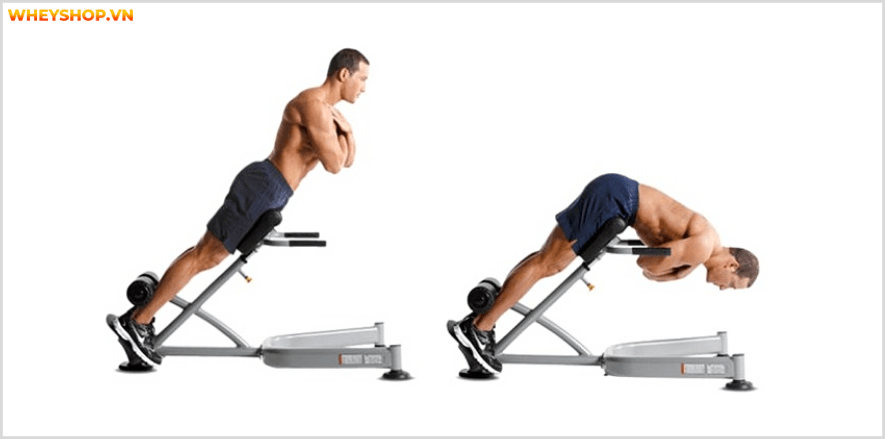Nhóm cơ lưng dưới là nhóm cơ quan trọng đối với tất cả mọi người. Cùng WheyShop tìm hiể 7 bài tập lưng dưới an toàn, hiệu quả nhất, cho lưng chắc khỏe...
