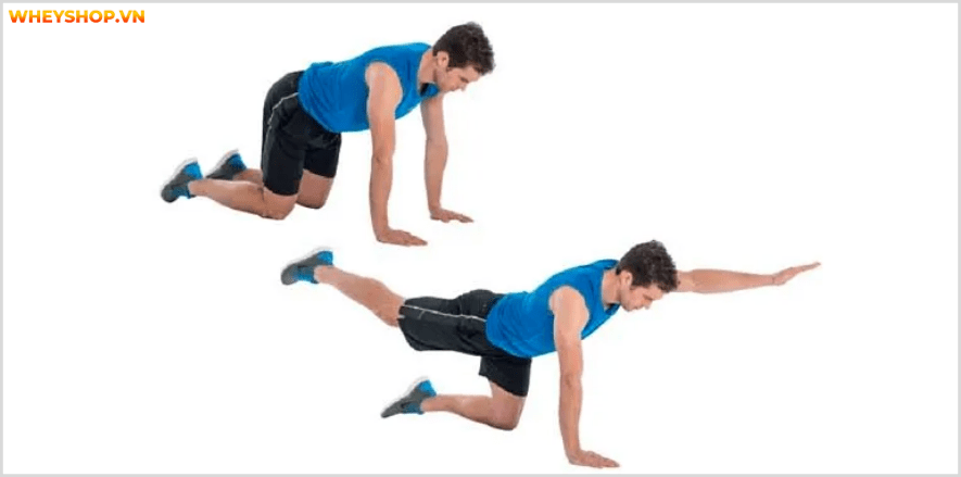 Nhóm cơ lưng dưới là nhóm cơ quan trọng đối với tất cả mọi người. Cùng WheyShop tìm hiể 7 bài tập lưng dưới an toàn, hiệu quả nhất, cho lưng chắc khỏe...