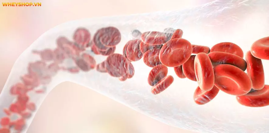 Nhiều ý kiến cho rằng thanh long chứa nhiều đường, nếu đang giảm cân không nên ăn thanh long? Dưới đây là chia sẻ của WheyShop về thanh long bao nhiêu calo...