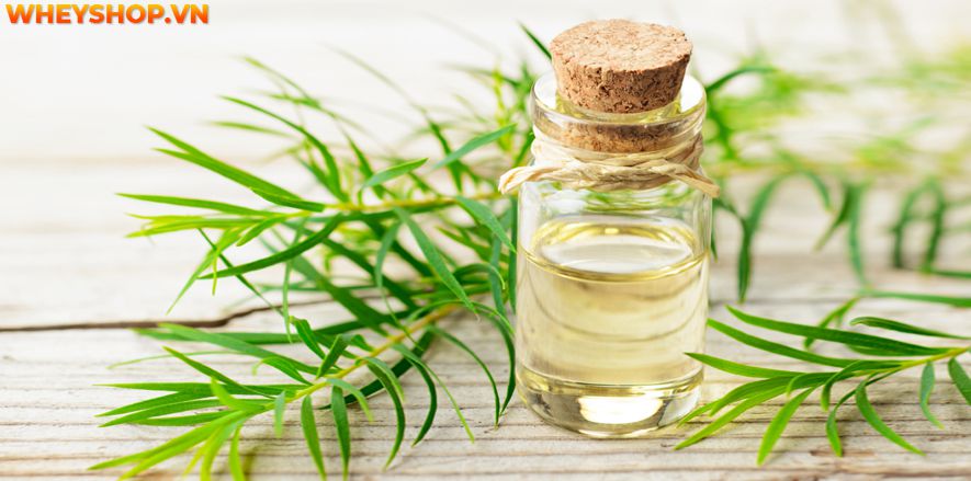 Nếu bạn đang băn khoăn tìm cách trị mụn đơn giản tại nhà hiệu quả thì hãy cùng WheyShop tham khảo 12 cách trị mụn tự nhiên, hiệu quả...