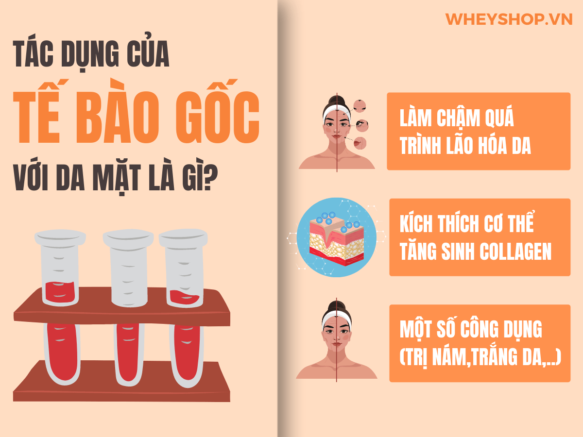 Nếu bạn đang tìm hiểu về tác dụng của tế bào gốc với da mặt thì hãy cùng WheyShop tham khảo chi tiết qua bài viết ngay say đây...