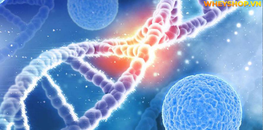 Nếu bạn đang tìm hiểu về tác dụng của tế bào gốc với da mặt thì hãy cùng WheyShop tham khảo chi tiết qua bài viết ngay say đây...