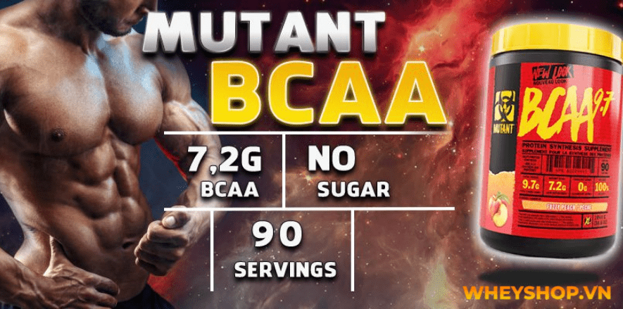 BCAA giá bao nhiêu? BCAA là một trong những thực phẩm bổ sung tốt nhất cho những người tập thể hình. Hãy cùng WheyShop tìm hiểu qua bài viết...