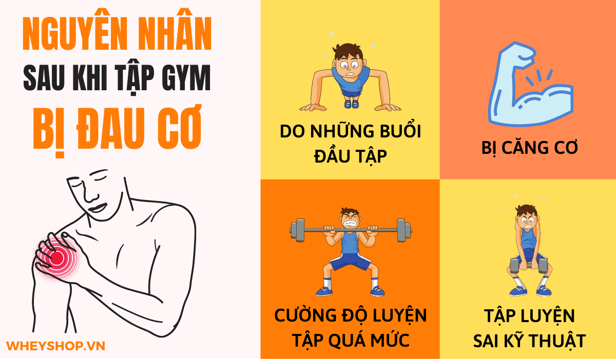 Tại sao lại bị đau cơ sau khi tập gym và bị đau cơ sau khi tập gym bạn nên làm gì? Cùng WheyShop tìm hiểu cách giảm đau sau khi tập gym qua bài...