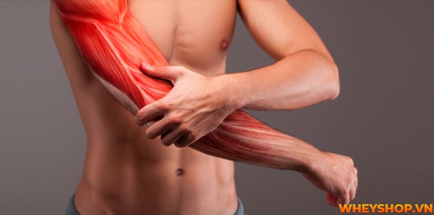 Tại sao lại bị đau cơ sau khi tập gym và bị đau cơ sau khi tập gym bạn nên làm gì? Cùng WheyShop tìm hiểu cách giảm đau sau khi tập gym qua bài...