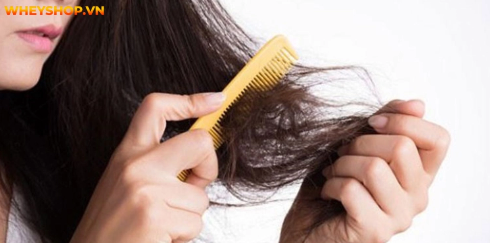 Cách gội đầu cũng là 1 yếu tố ảnh hưởng đến mái tóc. Rất nhiều chị em sau khi gội đầu tóc bông xù và nhiều dầu. WheyShop giới thiệu 15+ cách gội đầu lâu bết...