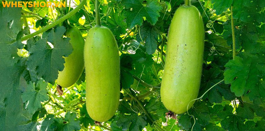 Nếu bạn đang băn khoăn trong việc sử dụng bí đao giảm cân có hiệu quả không thì hãy cùng WheyShop tham khảo chi tiết bài viết ngay sau đây...