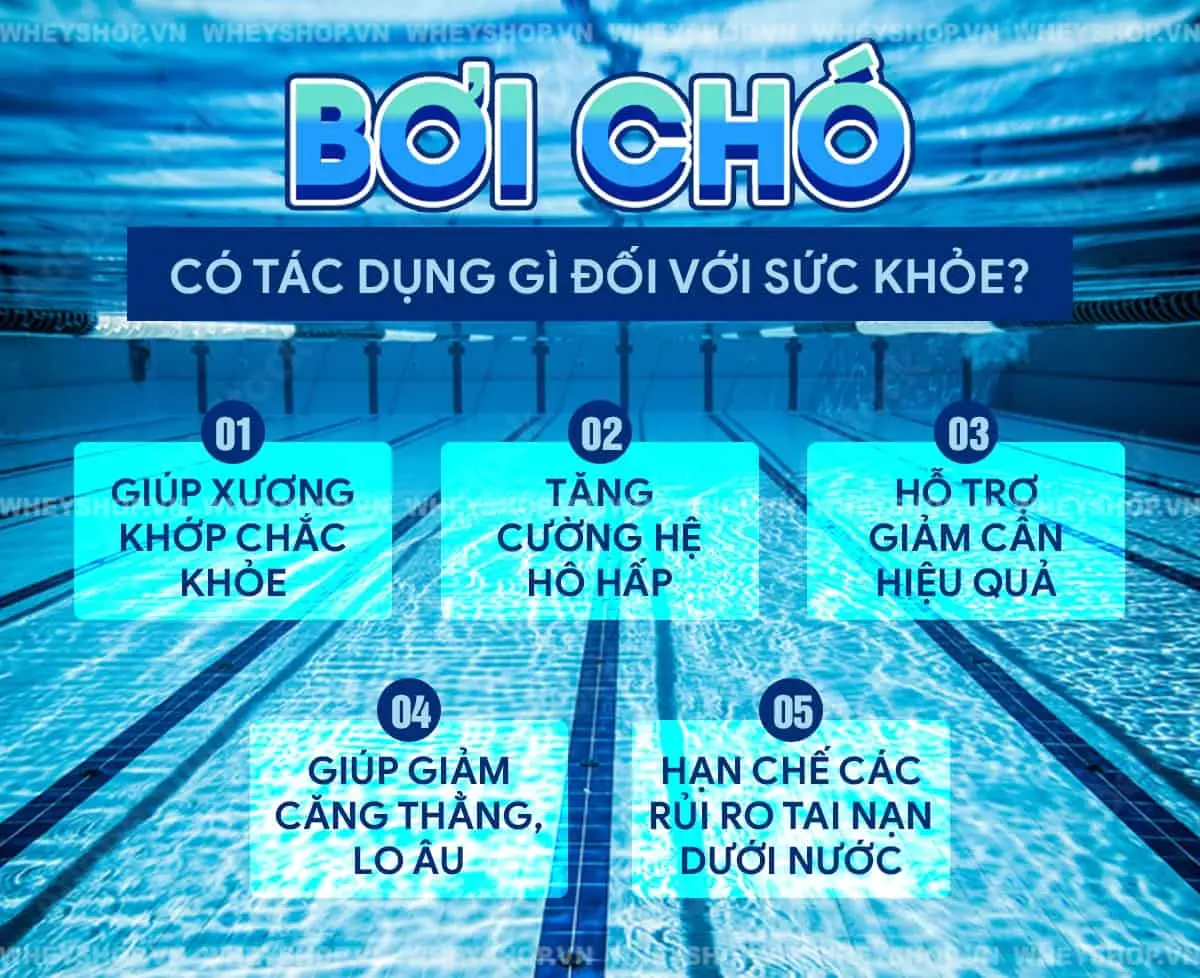boi-cho-la-gi-ky-thuat-boi-cho-cho-nguoi-moi