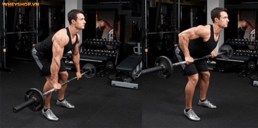 Tổng hợp 30 bài tập LƯNG XÔ cho nam giới tốt nhất mọi thời đại, hỗ trợ phát triển cơ lưng hiệu quả, đơn giản dễ dàng thực hiện...