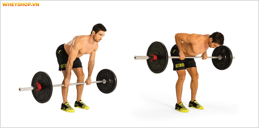 Tổng hợp 30 bài tập LƯNG XÔ cho nam giới tốt nhất mọi thời đại, hỗ trợ phát triển cơ lưng hiệu quả, đơn giản dễ dàng thực hiện...