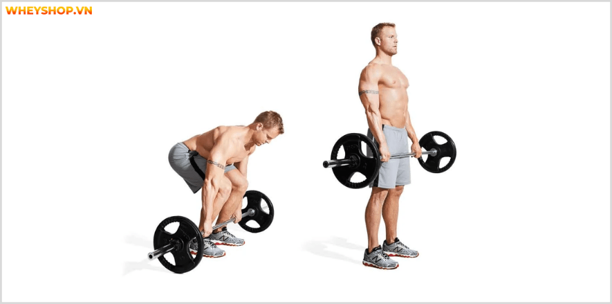 Tổng hợp 30 bài tập LƯNG XÔ cho nam giới tốt nhất mọi thời đại, hỗ trợ phát triển cơ lưng hiệu quả, đơn giản dễ dàng thực hiện...