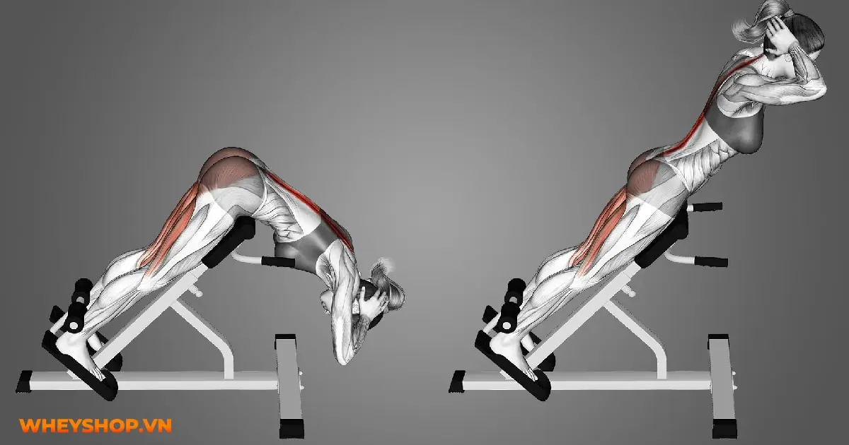 cac-bai-tap-lung-xo-cho-nguoi-moi-bat-dau-03-min