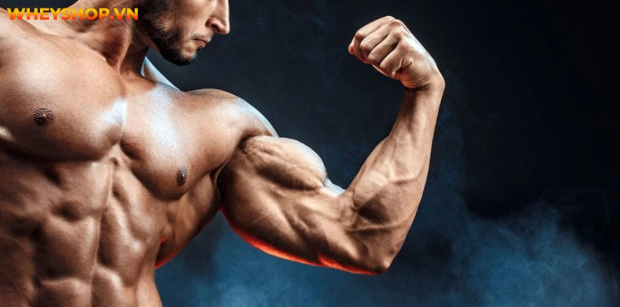 Cùng WheyShop và Quán quân Men Sport Physique Tunny Nguyễn tổng hợp và chia sẻ những bài tập tay toàn diện dành cho người mới ...