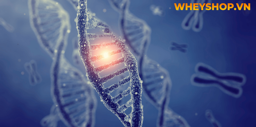 Nếu bạn đang băn khoăn về Rượu táo mèo có tác dụng gì thì hãy cùng WheyShop tham khảo chi tiết bài viết ngay sau đây để...