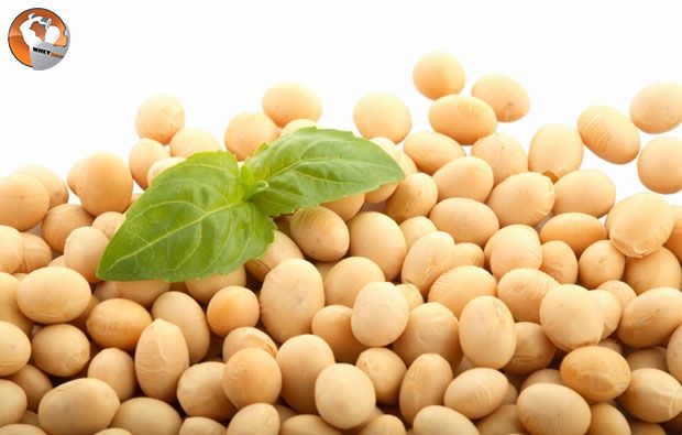 cach-lam-bot-dau-dinh-duong-cho-nguoi-tap-hinh