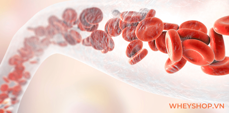 Có nhiều cách chế biến cá sốt cà chua tùy theo vùng miền và loại cá được sử dụng trong chế biến. Bài viết dưới đây WheyShop giúp các bạn học cách chế biến...