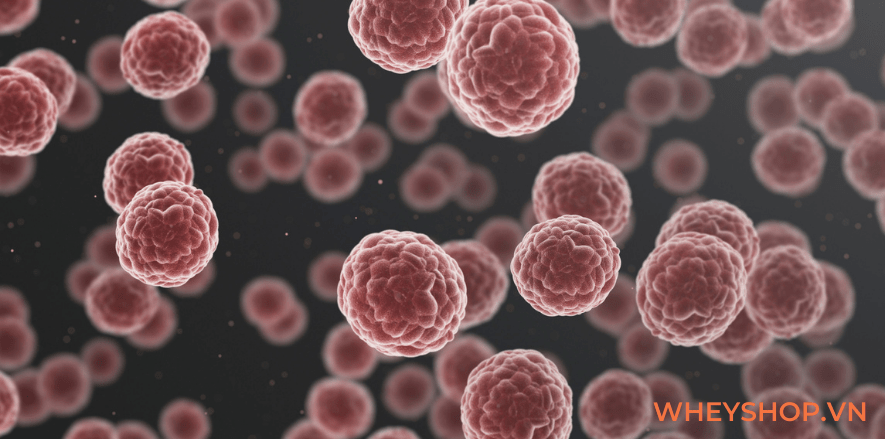 Có nhiều cách chế biến cá sốt cà chua tùy theo vùng miền và loại cá được sử dụng trong chế biến. Bài viết dưới đây WheyShop giúp các bạn học cách chế biến...