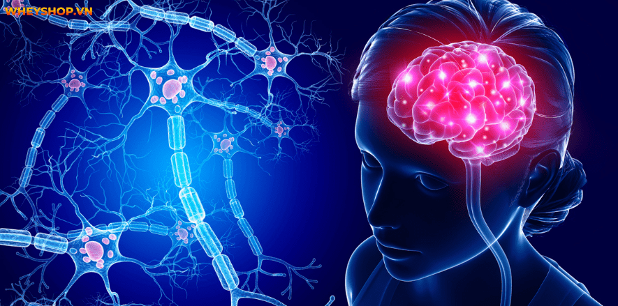 Để cho ra dược phẩm tỏi ngâm mật ong có khó không? WheyShop sẽ hướng dẫn cách làm tỏi ngâm mật ong thơm ngon bổ dưỡng.