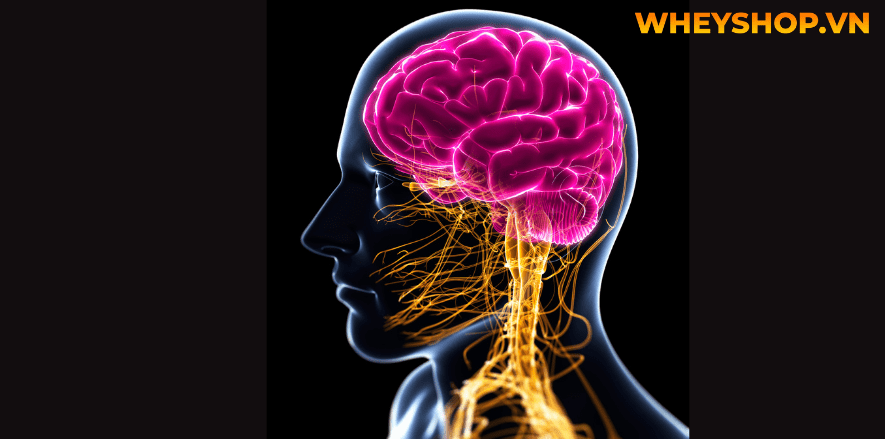 Nhiều người quan tâm đến cách tắm trắng với vitamin B1 vì đây là phương pháp cải thiện làn da đã được kiểm chứng. Vitamin B1 kết hợp với các hỗn hợp như mật...