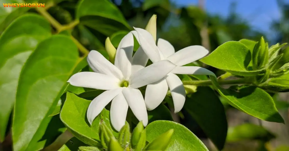 cach-uong-che-vang-giam-can-hieu-qua-5