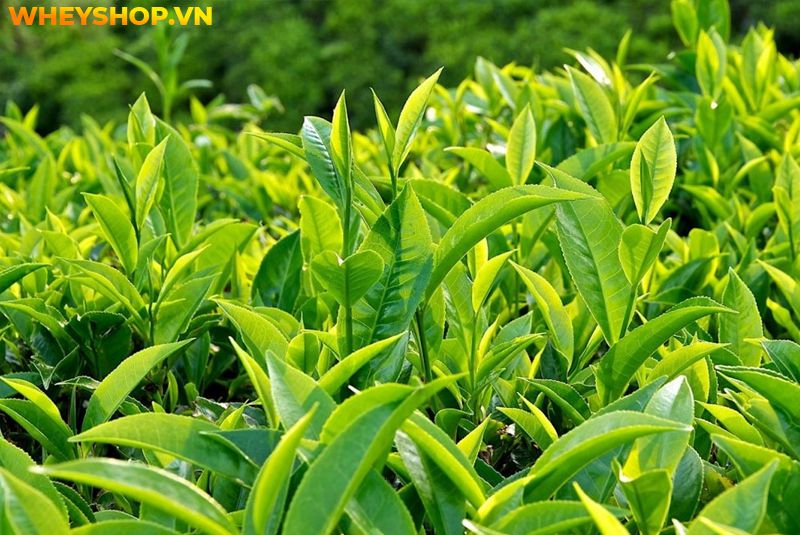 Cách xông mặt tại nhà hiện đang là phương thức điều trị mụn hiệu quả, được nhiều chị em hiện nay quan tâm. Xông hơi vừa làm sạch da ngừa mụn, trị thâm mụn...