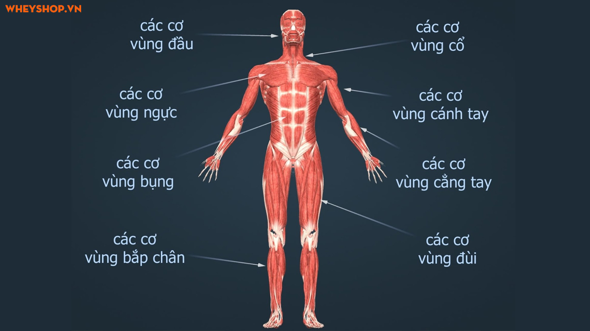 Cấu tạo cơ thể người: Giải mã từ góc nhìn thể thao - WheyShop.vn
