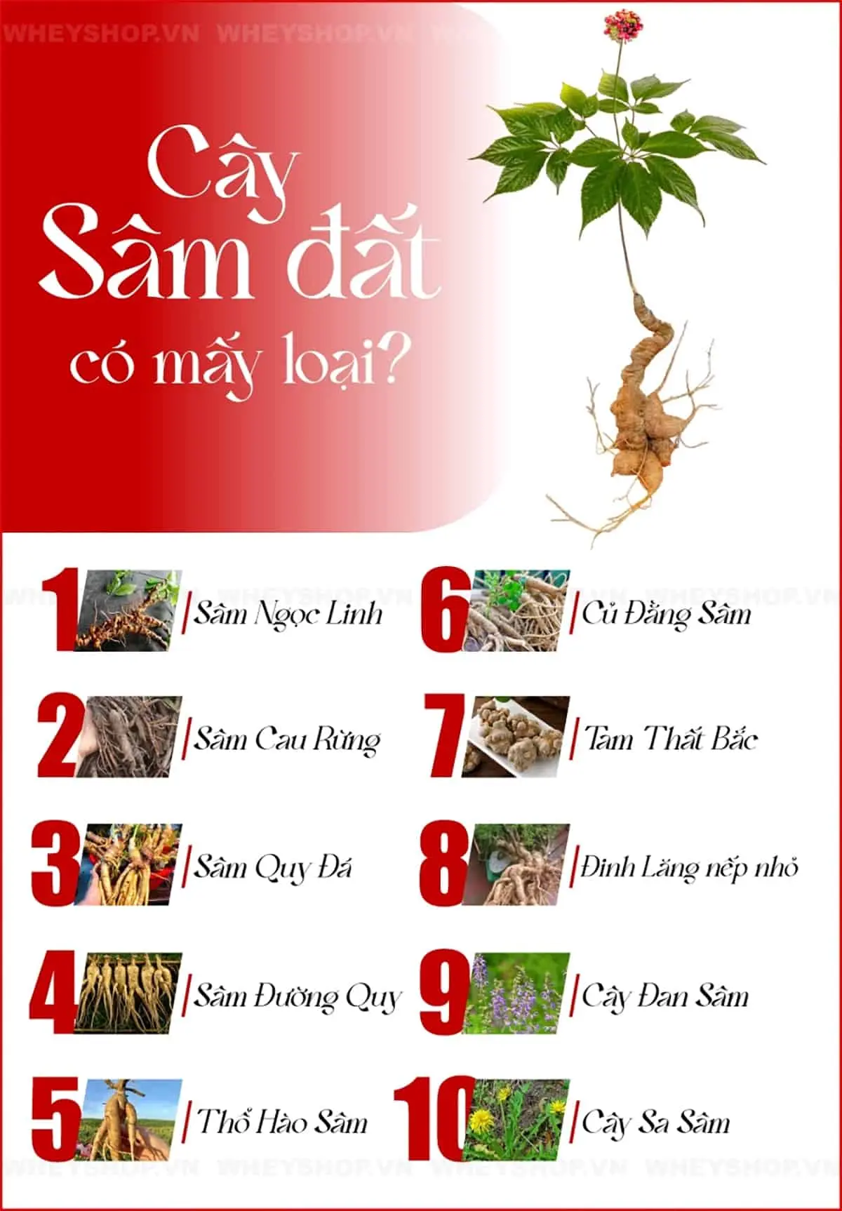 cay-sam-dat-co-may-loai-cach-nhan-biet-va-tac-dung-4
