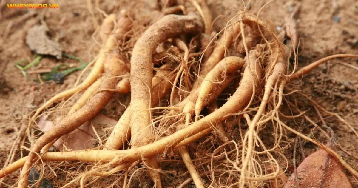 cay-sam-dat-co-may-loai-cach-nhan-biet-va-tac-dung-4