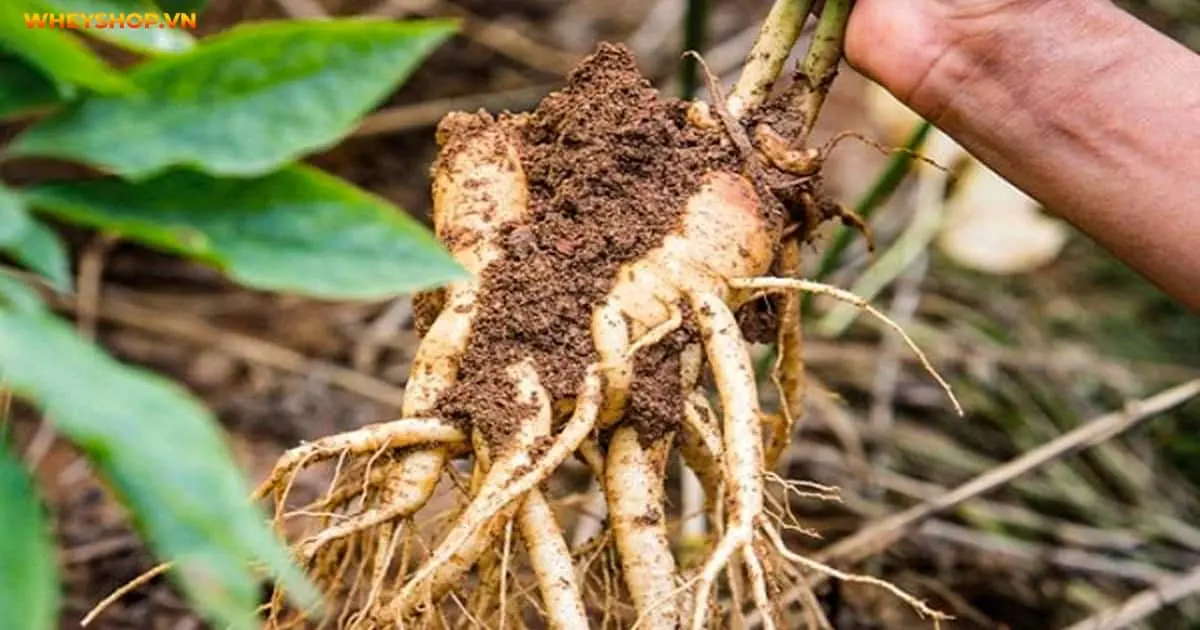 cay-sam-dat-co-may-loai-cach-nhan-biet-va-tac-dung-4