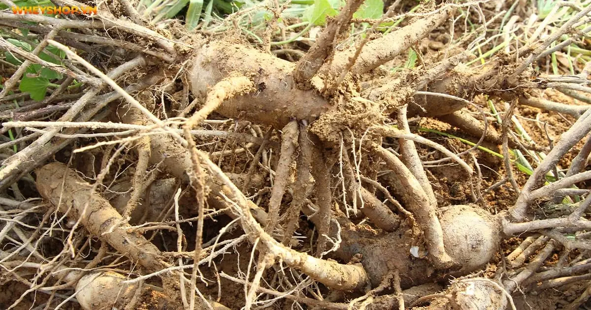 cay-sam-dat-co-may-loai-cach-nhan-biet-va-tac-dung