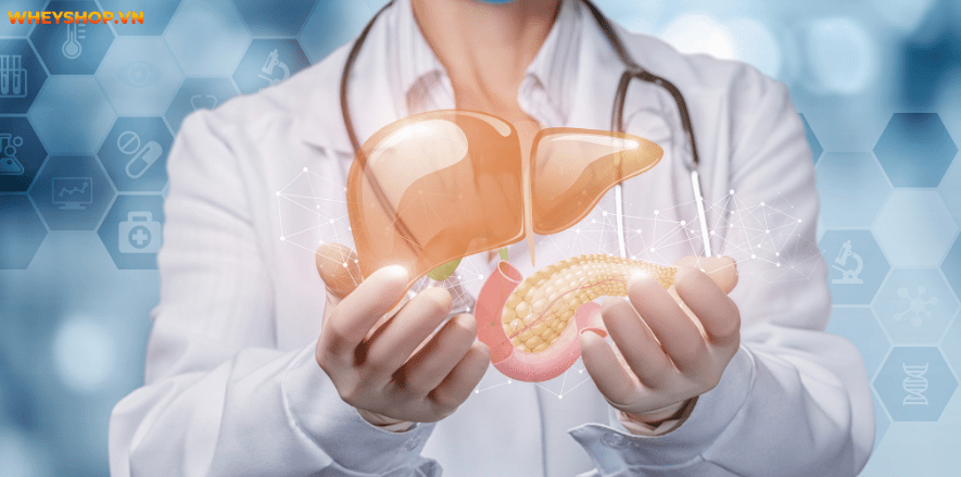 Bạn thường xuyên chạy bộ tuy nhiên sự thật chạy bộ có tốt cho gan không? WheyShop sẽ giúp bạn giải đáp thắc mắc này nhé!