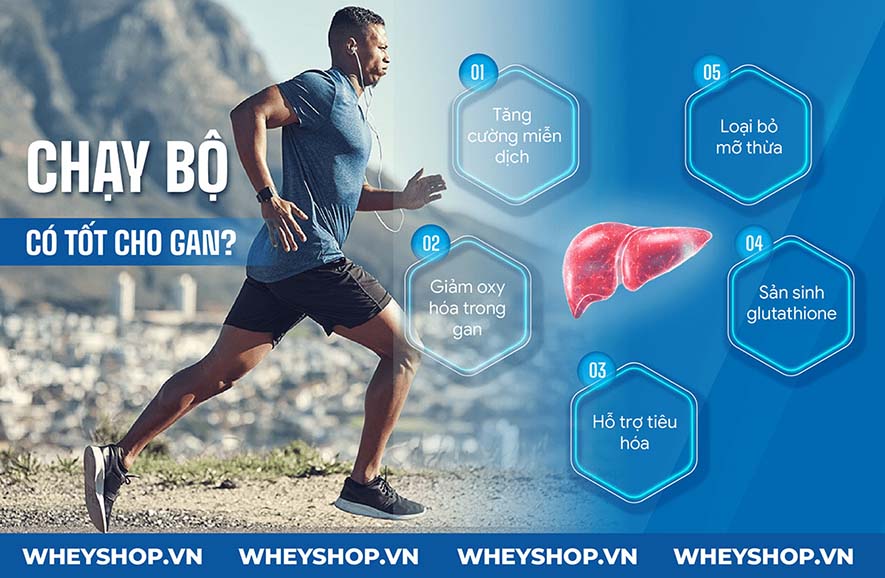 Bạn thường xuyên chạy bộ tuy nhiên sự thật chạy bộ có tốt cho gan không? WheyShop sẽ giúp bạn giải đáp thắc mắc này nhé!