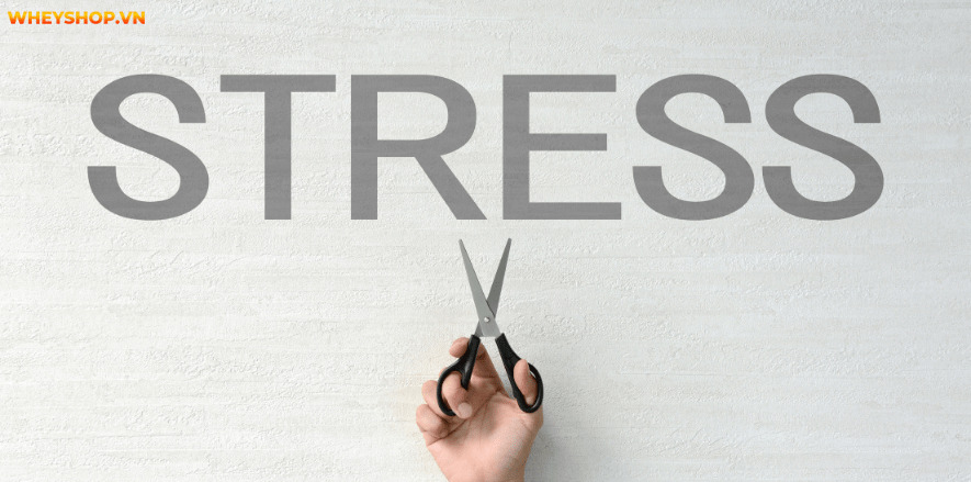 Chạy nước rút là gì? Bạn mong muốn trở thành 1 vận động viên chuyên nghiệp chạy nước rút, hãy cùng WheyShop thực hiện phương pháp chạy dưới đây.