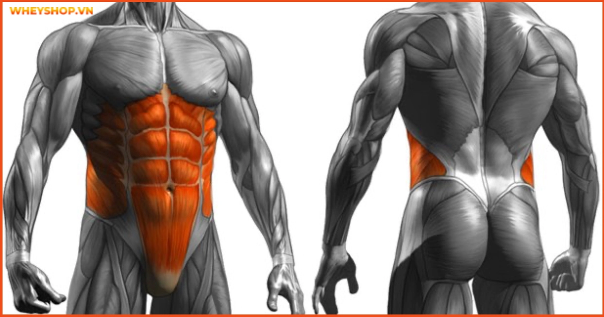 co-core-la-gi-5-vai-tro-cua-co-cot-loi-core-muscle(3)