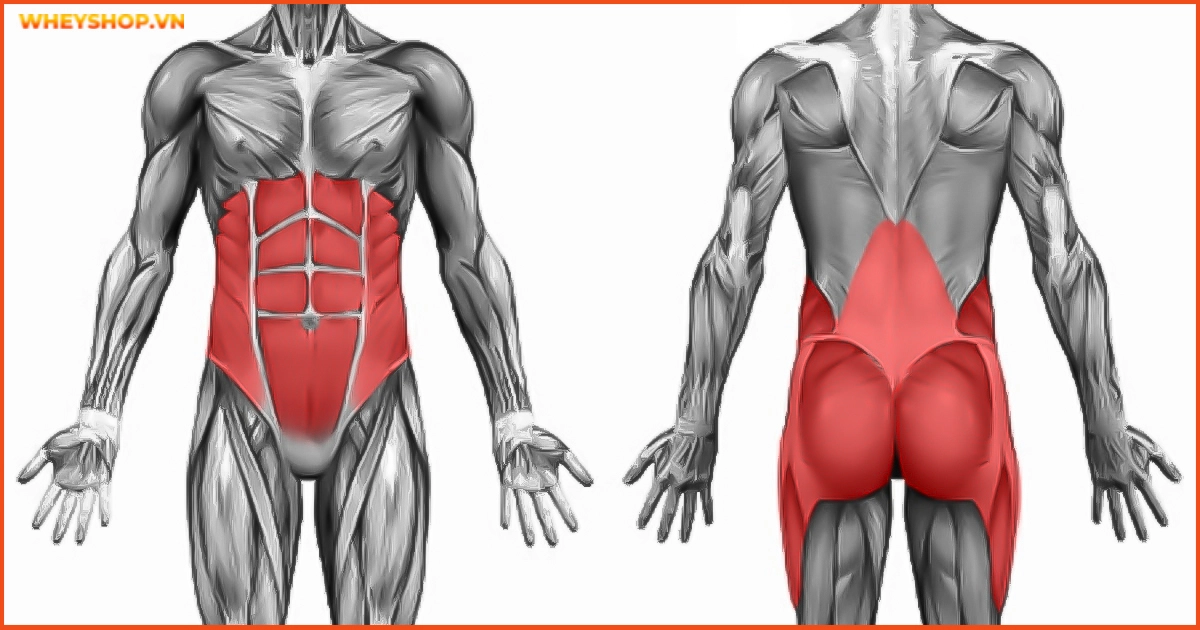 co-core-la-gi-5-vai-tro-cua-co-cot-loi-core-muscle(4)
