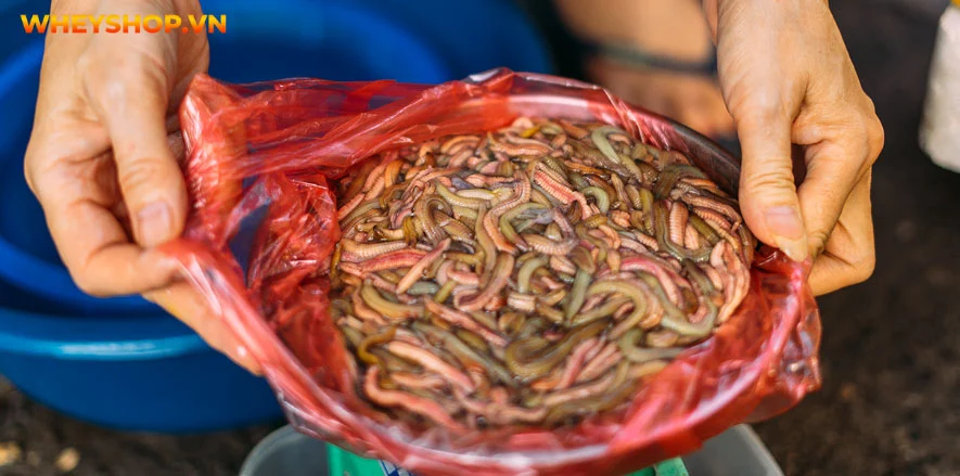 Đặc sản chả rươi, tuy kén người dùng nhưng hương vị thơm ngon, bổ dưỡng. Bài viết dưới đây, WheyShop sẽ giải đáp cho những ai chưa biết con rươi là con gì...