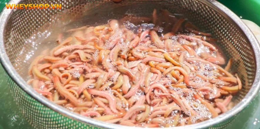 Đặc sản chả rươi, tuy kén người dùng nhưng hương vị thơm ngon, bổ dưỡng. Bài viết dưới đây, WheyShop sẽ giải đáp cho những ai chưa biết con rươi là con gì...