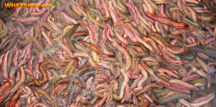 Đặc sản chả rươi, tuy kén người dùng nhưng hương vị thơm ngon, bổ dưỡng. Bài viết dưới đây, WheyShop sẽ giải đáp cho những ai chưa biết con rươi là con gì...