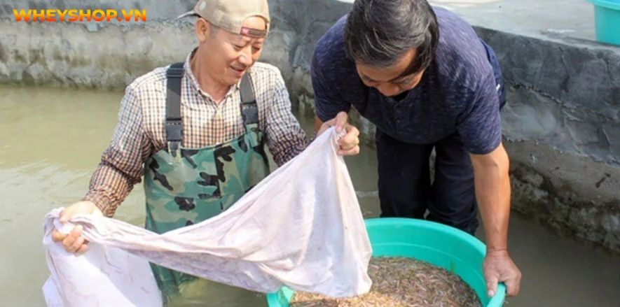 Đặc sản chả rươi, tuy kén người dùng nhưng hương vị thơm ngon, bổ dưỡng. Bài viết dưới đây, WheyShop sẽ giải đáp cho những ai chưa biết con rươi là con gì...