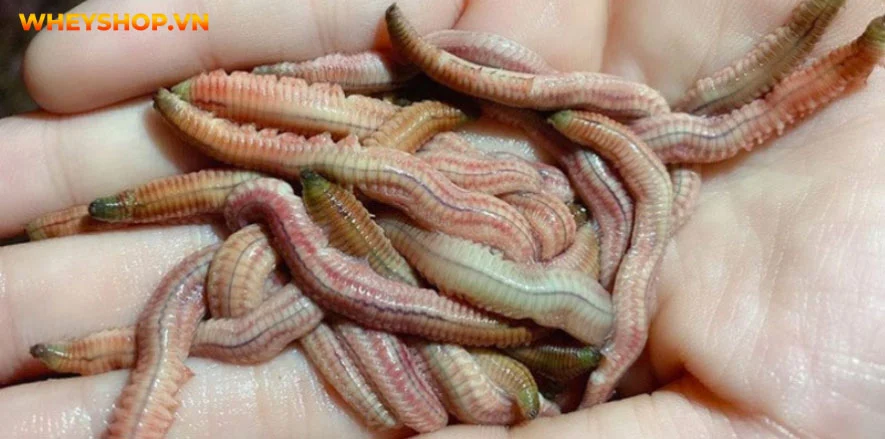 Đặc sản chả rươi, tuy kén người dùng nhưng hương vị thơm ngon, bổ dưỡng. Bài viết dưới đây, WheyShop sẽ giải đáp cho những ai chưa biết con rươi là con gì...