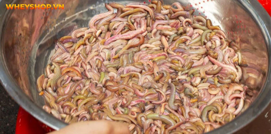 Đặc sản chả rươi, tuy kén người dùng nhưng hương vị thơm ngon, bổ dưỡng. Bài viết dưới đây, WheyShop sẽ giải đáp cho những ai chưa biết con rươi là con gì...