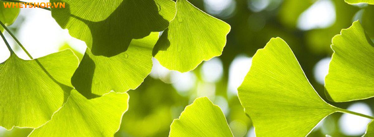 Nếu bạn đang băn khoăn không biết ginkgo biloba là gì thì hãy cùng WheyShop tìm hiểu chi tiết về ginkgo biloba qua bài viết ngay sau đây...