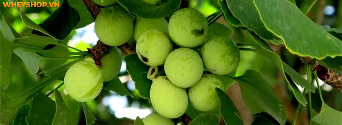 Nếu bạn đang băn khoăn không biết ginkgo biloba là gì thì hãy cùng WheyShop tìm hiểu chi tiết về ginkgo biloba qua bài viết ngay sau đây...