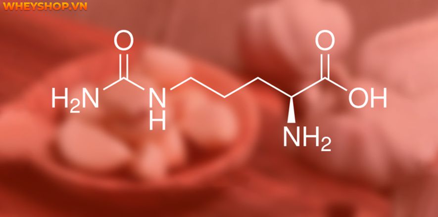 Nếu bạn đang băn khoăn chưa biết nên lựa chọn gì giữa L-Citrulline và Beta Alanine thì hãy cùng WheyShop tham khảo qua bài viết ngay nhé...