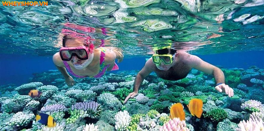 Ngày nay, các môn thể thao dưới nước ngày càng thu hút nhiều người tham gia và yêu thích. Vậy bạn có biết rằng ngoài bơi lội, còn có rất nhiều môn thể thao...