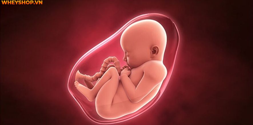 Nếu các mẹ đang băn khoăn dư ối có nên uống sữa tươi không đường thì hãy cùng WheyShop tham khảo giải đáp thắc mắc qua bài viết...