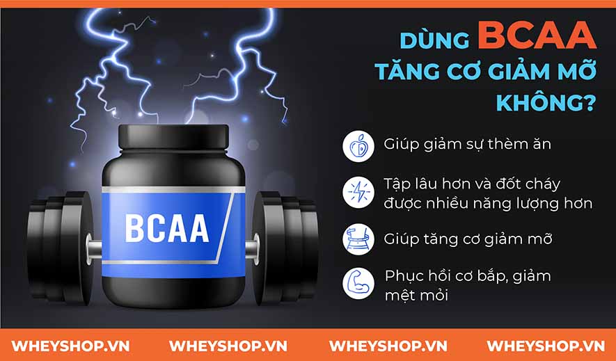 Nếu bạn đang băn khoăn không rõ dùng BCAA tăng cơ giảm mỡ có tốt không hay bị mập thì hãy cùng WheyShop tham khảo bài viết ngay nhé...