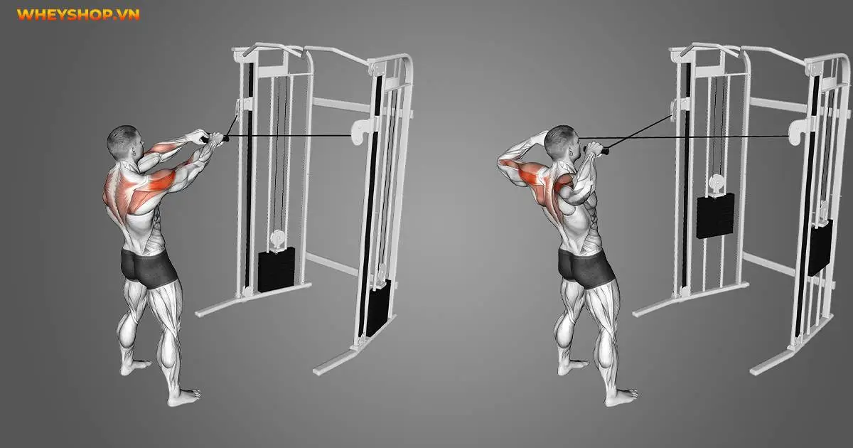 face-pulls-la-gi-huong-dan-tap-face-pulls-chuan-4