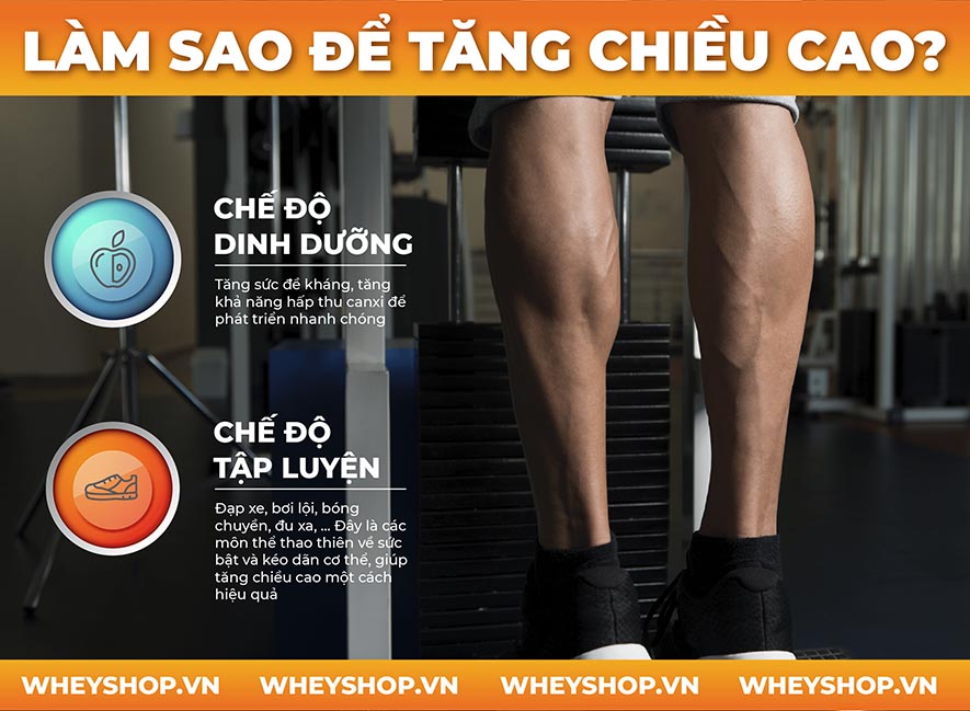 Bắp chân to có cao được không? Làm sao để tăng chiều cao? Hãy để WheyShop giúp bạn trả lời câu hỏi này ngay bây giờ nhé!